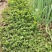 野生马齿笕马齿笕菜马蜂菜新鲜大量供应一手货源山东产地直销