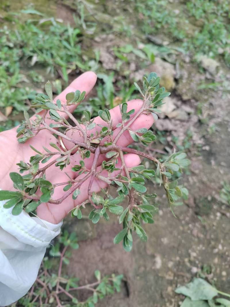 野生马齿笕马齿笕菜马蜂菜新鲜大量供应一手货源山东产地直销