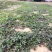 野生马齿笕马齿笕菜马蜂菜新鲜大量供应一手货源山东产地直销