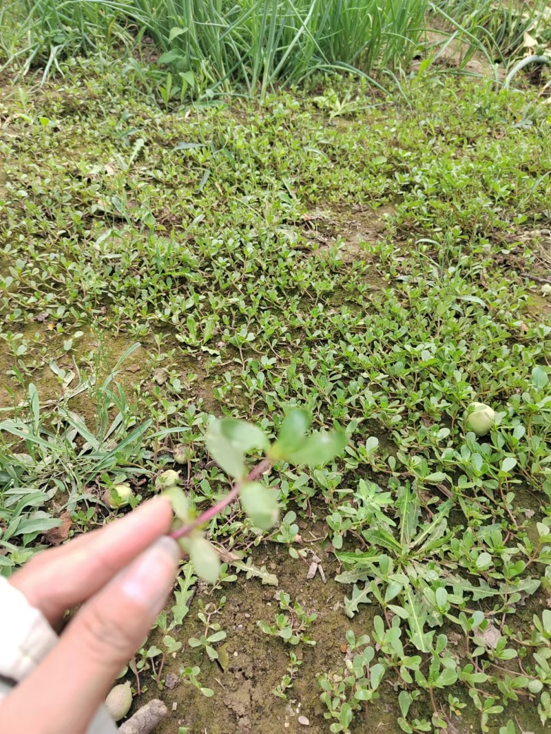 野生马齿笕马齿笕菜马蜂菜新鲜大量供应一手货源山东产地直销