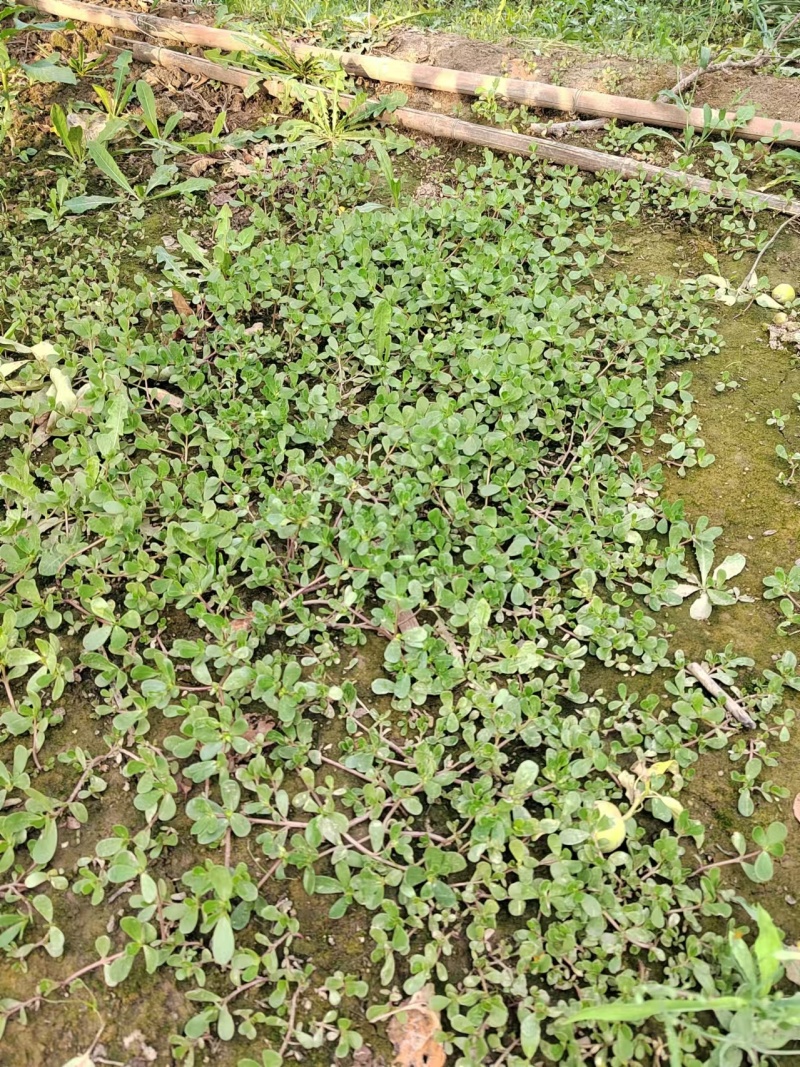 野生马齿笕马齿笕菜马蜂菜新鲜大量供应一手货源山东产地直销