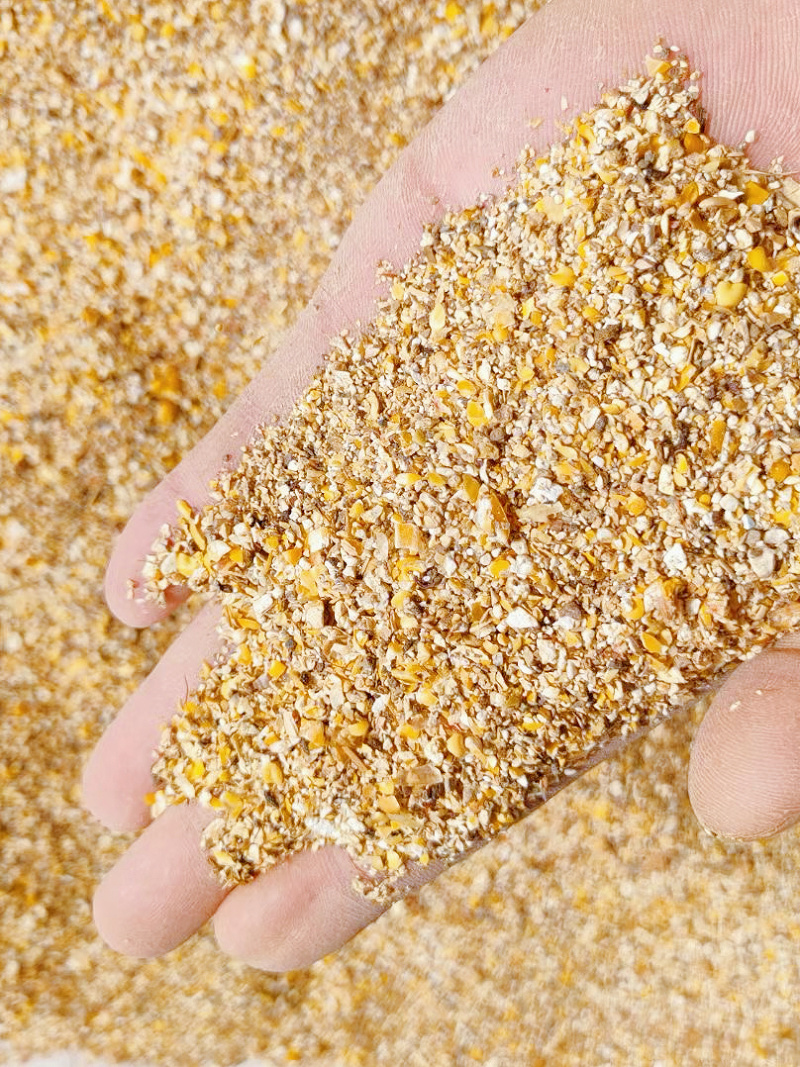 养殖碎玉米过筛粮可替代好玉米使用节约养殖成本常年大量现货