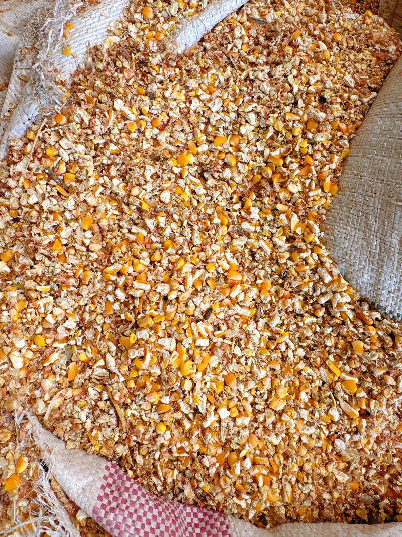养殖碎玉米过筛粮可替代好玉米使用节约养殖成本常年大量现货