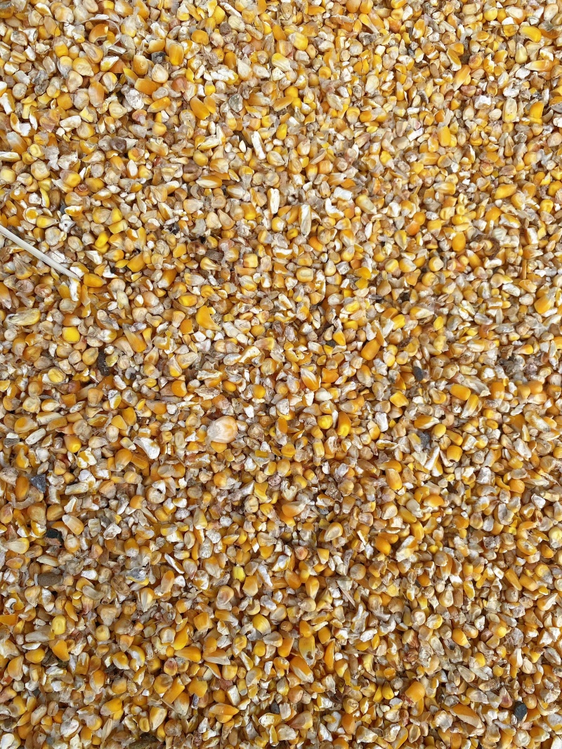 养殖碎玉米过筛粮可替代好玉米使用节约养殖成本常年大量现货