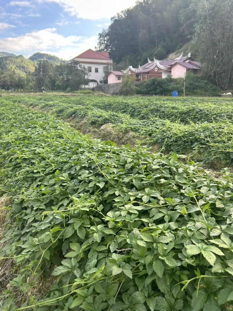 水洗绞股蓝