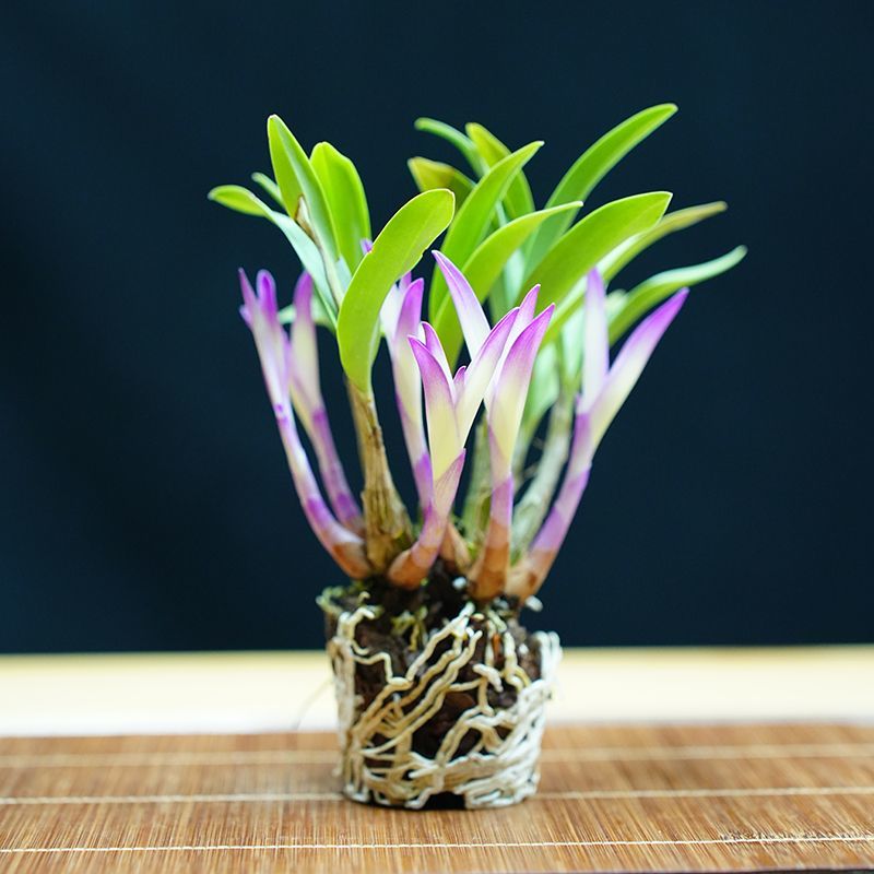 七彩香水石斛兰花四季好养绿植浓香型懒人水培植物绿植净化空气