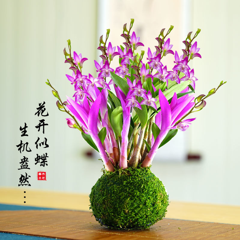 七彩香水石斛兰花四季好养绿植浓香型懒人水培植物绿植净化空气