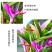 七彩香水石斛兰花四季好养绿植浓香型懒人水培植物绿植净化空气