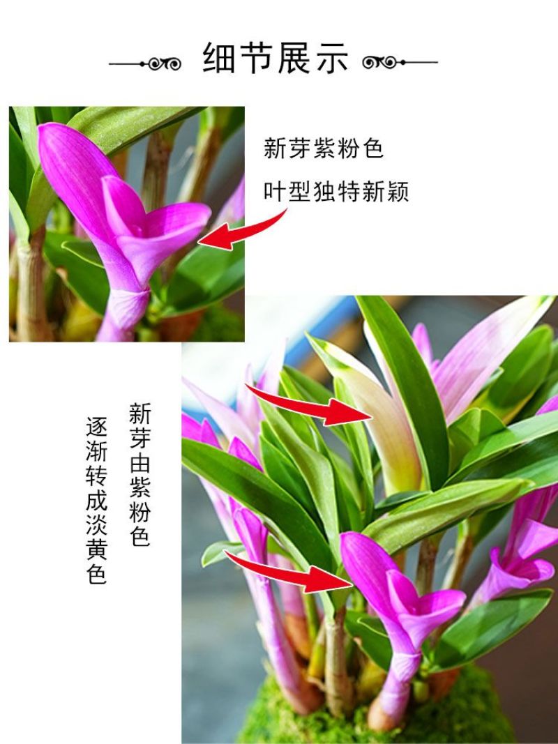 七彩香水石斛兰花四季好养绿植浓香型懒人水培植物绿植净化空气