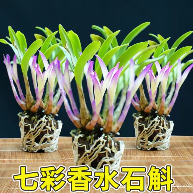 七彩香水石斛兰花四季好养绿植浓香型懒人水培植物绿植净化空气