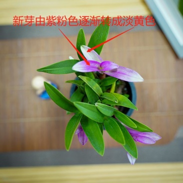 七彩香水石斛兰花四季好养绿植浓香型懒人水培植物绿植净化空气