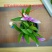 七彩香水石斛兰花四季好养绿植浓香型懒人水培植物绿植净化空气