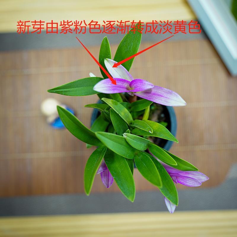 七彩香水石斛兰花四季好养绿植浓香型懒人水培植物绿植净化空气