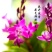 七彩香水石斛兰花四季好养绿植浓香型懒人水培植物绿植净化空气