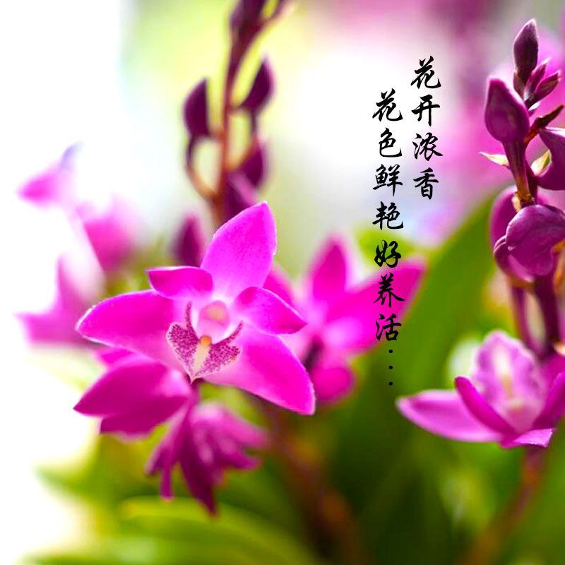 七彩香水石斛兰花四季好养绿植浓香型懒人水培植物绿植净化空气