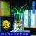 新款有香水味小苍兰花苗杂交兰四季兰迷你室内客厅水培好养绿植带