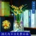 新款有香水味小苍兰花苗杂交兰四季兰迷你室内客厅水培好养绿植带