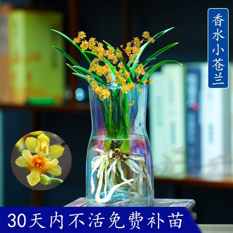 新款有香水味小苍兰花苗杂交兰四季兰迷你室内客厅水培好养绿植带
