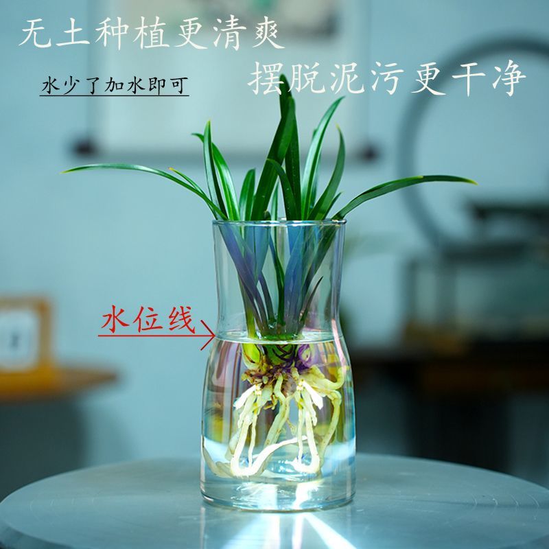 新款有香水味小苍兰花苗杂交兰四季兰迷你室内客厅水培好养绿植带