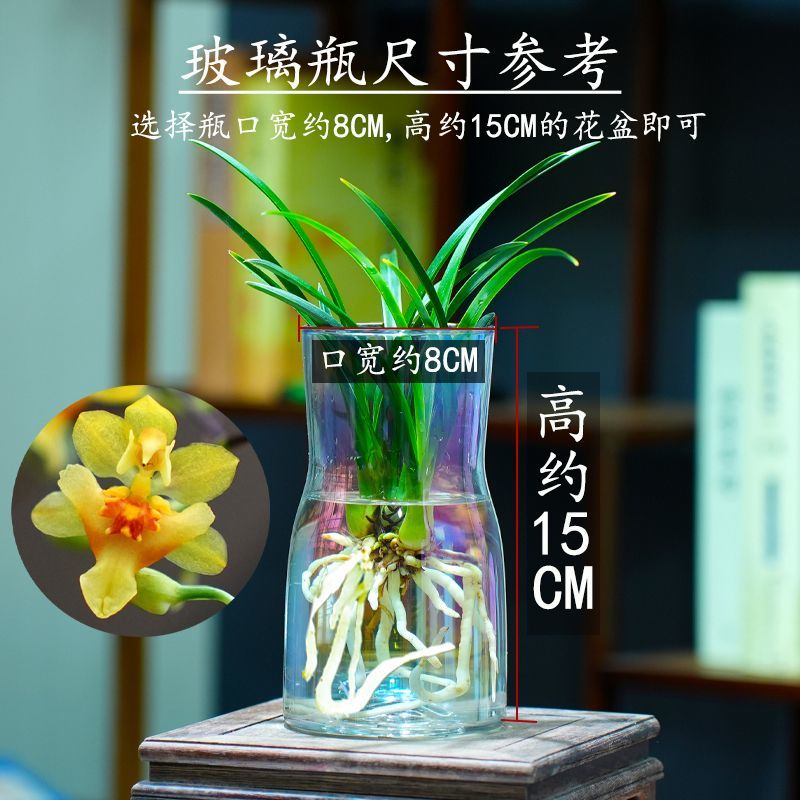 新款有香水味小苍兰花苗杂交兰四季兰迷你室内客厅水培好养绿植带