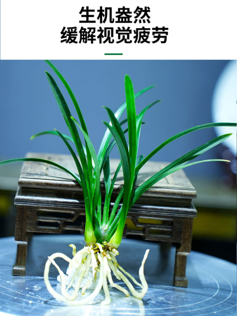 新款有香水味小苍兰花苗杂交兰四季兰迷你室内客厅水培好养绿植带