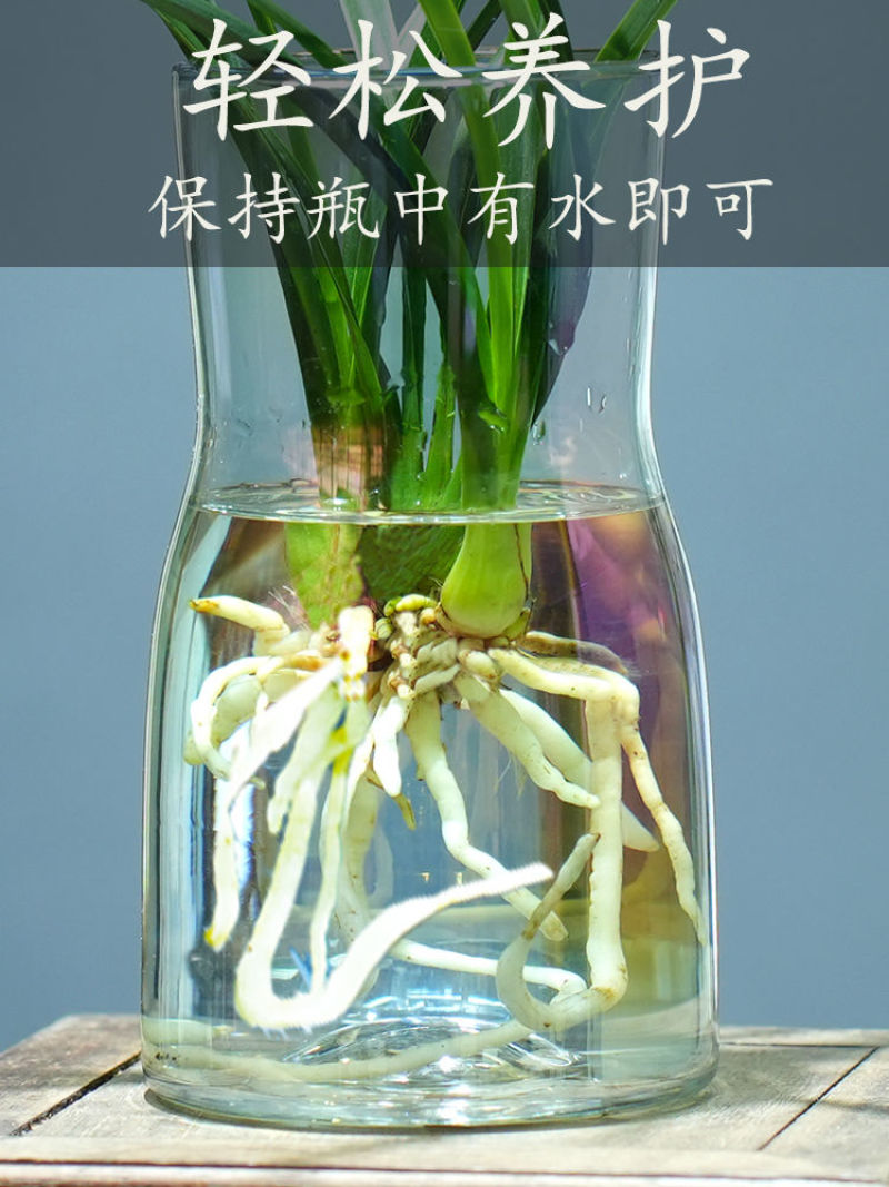 新款有香水味小苍兰花苗杂交兰四季兰迷你室内客厅水培好养绿植带