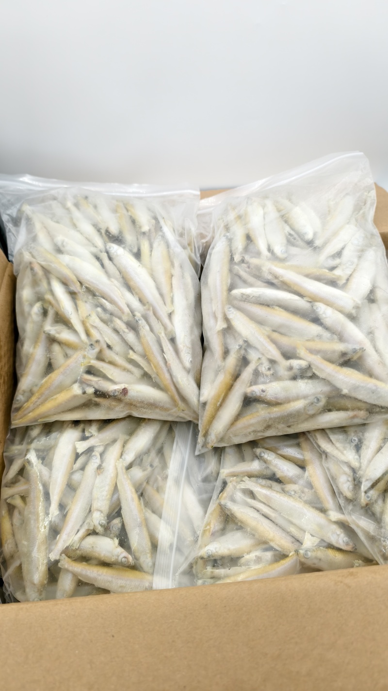 公鱼小龙鱼特色食材规格齐全一手货源对接批发零售酒店餐饮