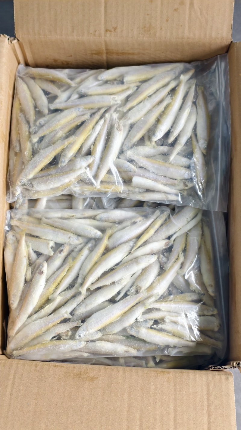 公鱼小龙鱼特色食材规格齐全一手货源对接批发零售酒店餐饮