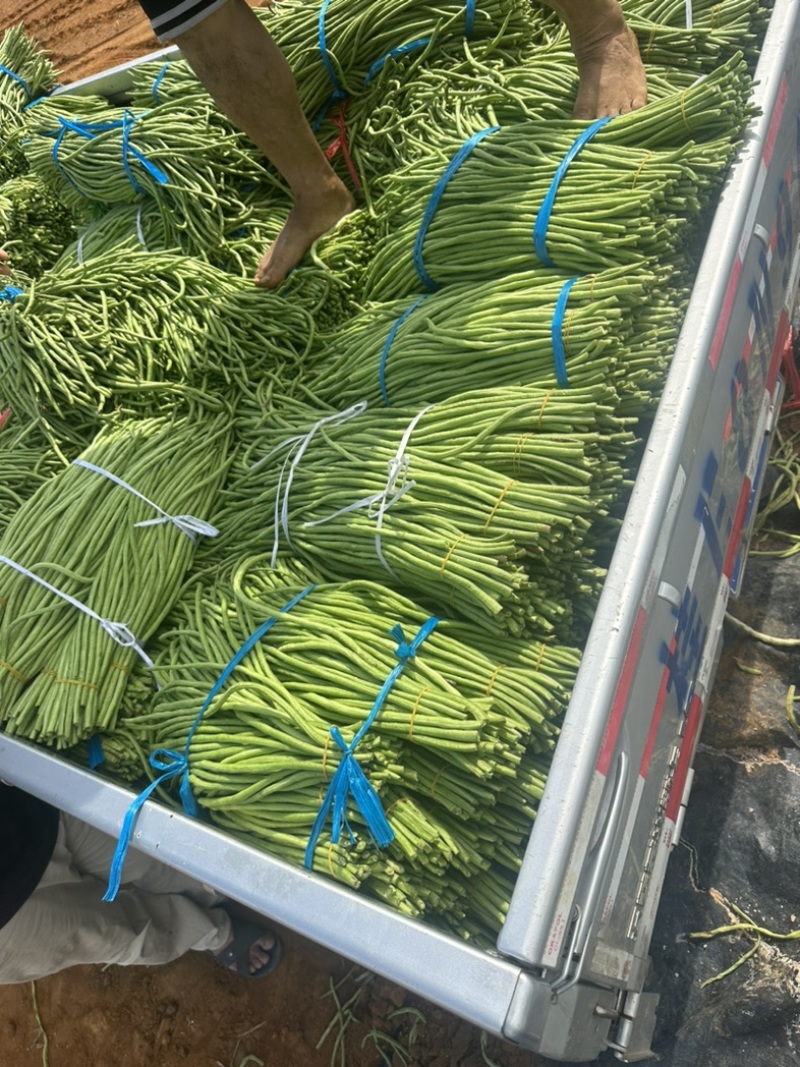 酸豆角/泡角/腌豇豆/全国供货/产地直供/一手货源
