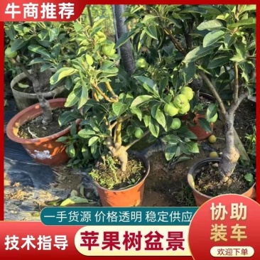 苹果树苗蛇果树苗两刀嫁接矮化花牛苹果树苗