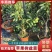 苹果树苗蛇果树苗两刀嫁接矮化花牛苹果树苗