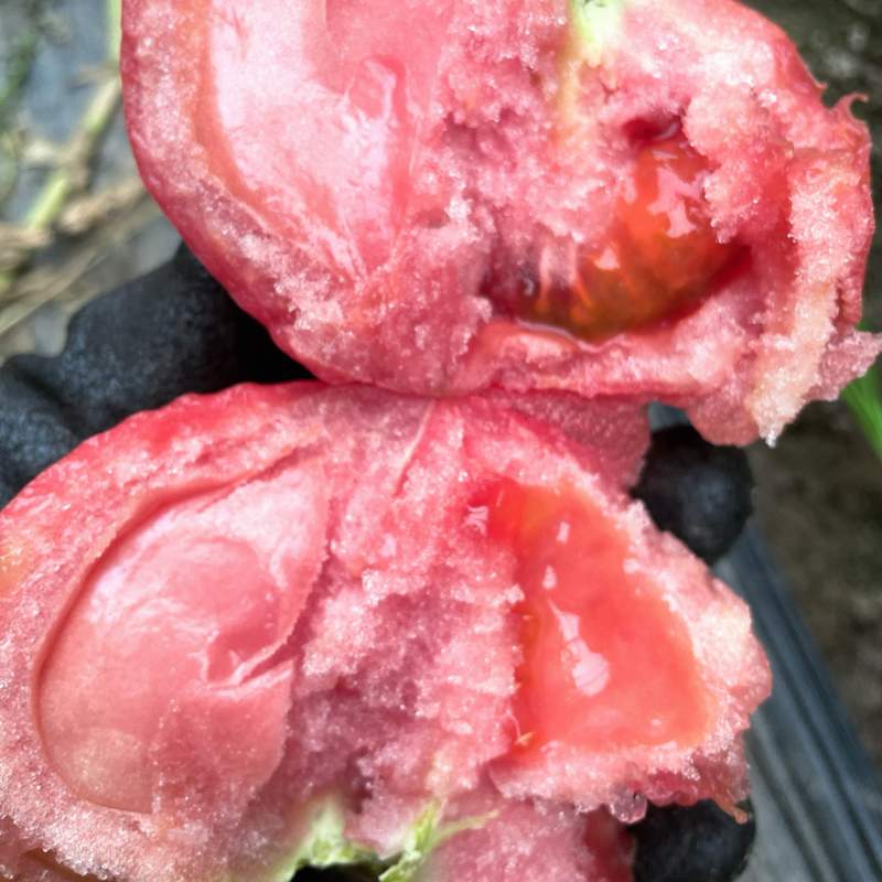 口感番茄硬粉番茄基地直发品质好价格优欢迎来电