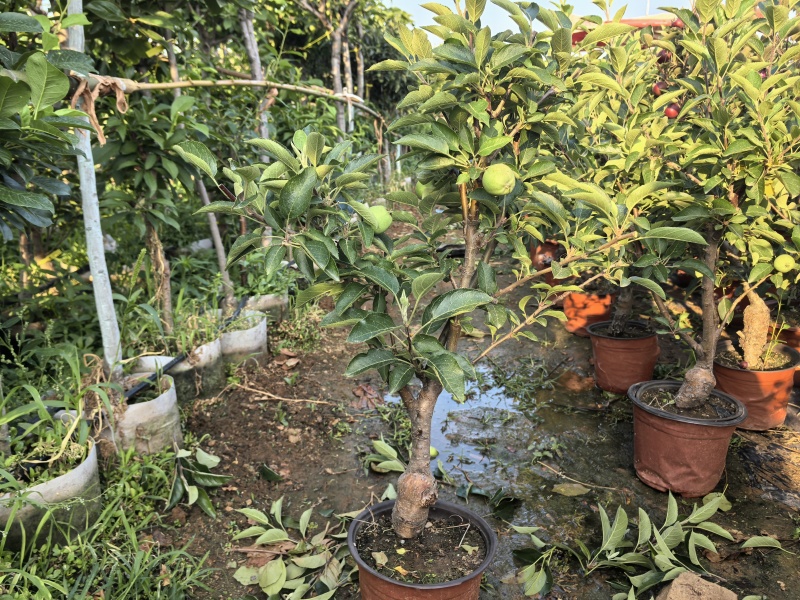 苹果树苗蛇果树苗两刀嫁接矮化花牛苹果树苗