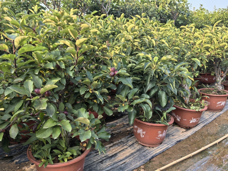 苹果树苗蛇果树苗两刀嫁接矮化花牛苹果树苗