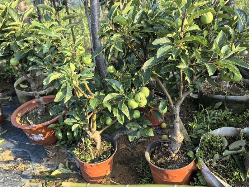 苹果树苗蛇果树苗两刀嫁接矮化花牛苹果树苗