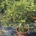 苹果树苗蛇果树苗两刀嫁接矮化花牛苹果树苗