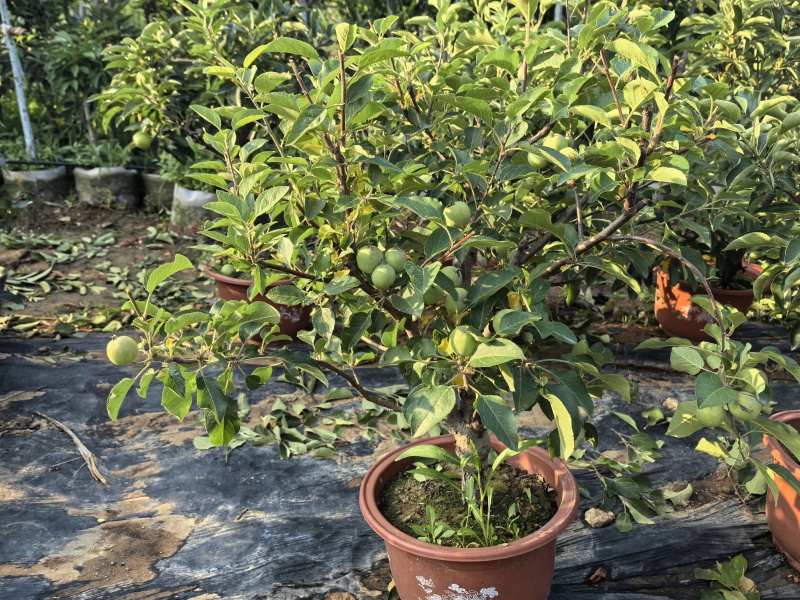 苹果树苗蛇果树苗两刀嫁接矮化花牛苹果树苗