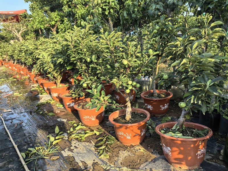 苹果树苗蛇果树苗两刀嫁接矮化花牛苹果树苗