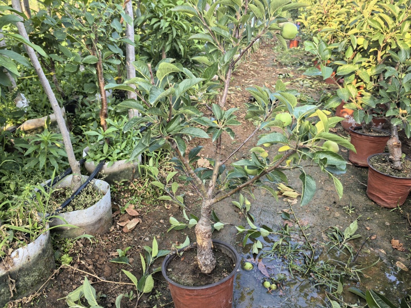 苹果树苗蛇果树苗两刀嫁接矮化花牛苹果树苗