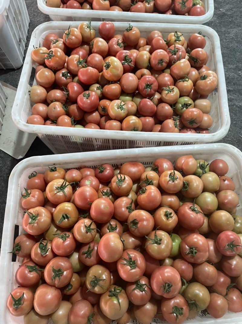 口感番茄硬粉番茄基地直发品质好价格优欢迎来电