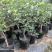 苹果树苗蛇果树苗两刀嫁接矮化花牛苹果树苗