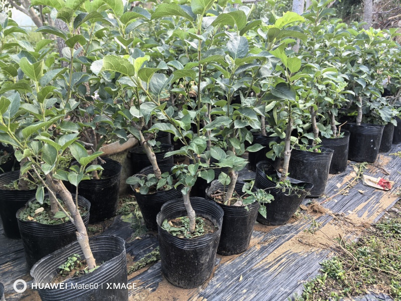 苹果树苗蛇果树苗两刀嫁接矮化花牛苹果树苗