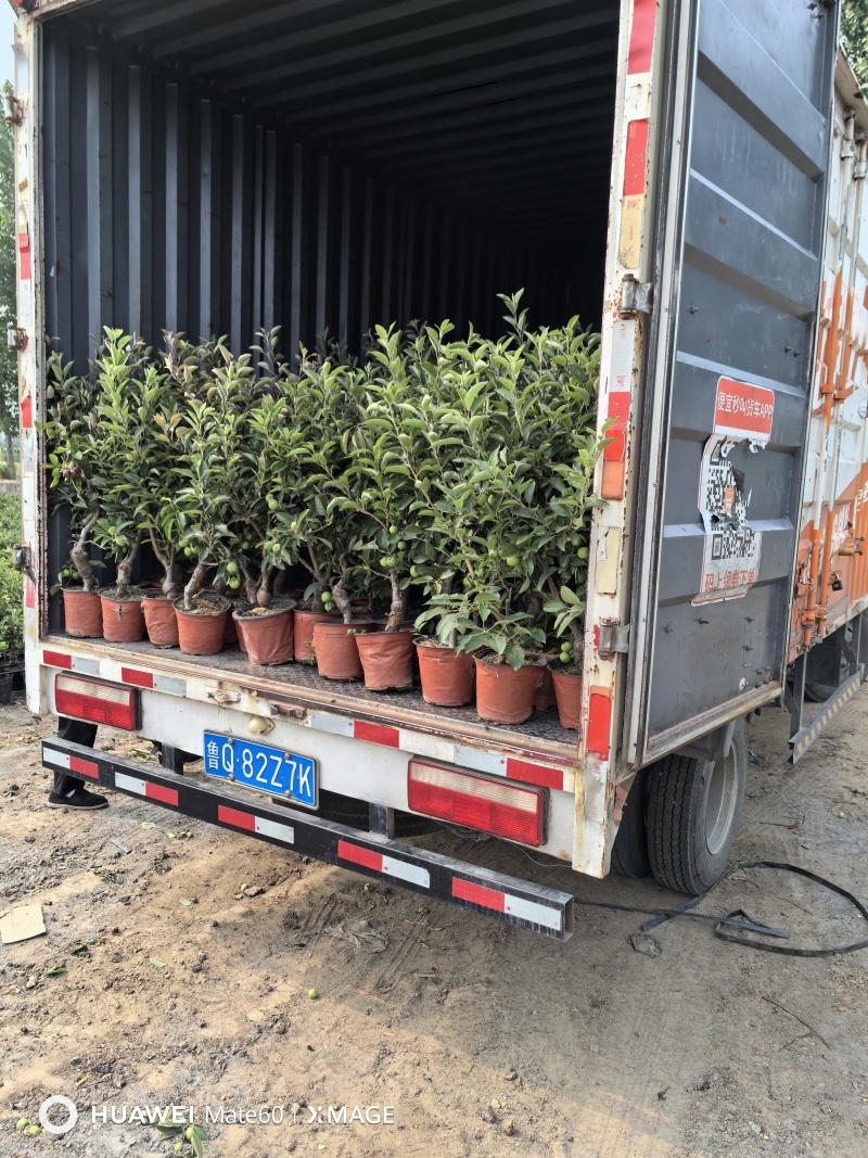 苹果树苗蛇果树苗两刀嫁接矮化花牛苹果树苗