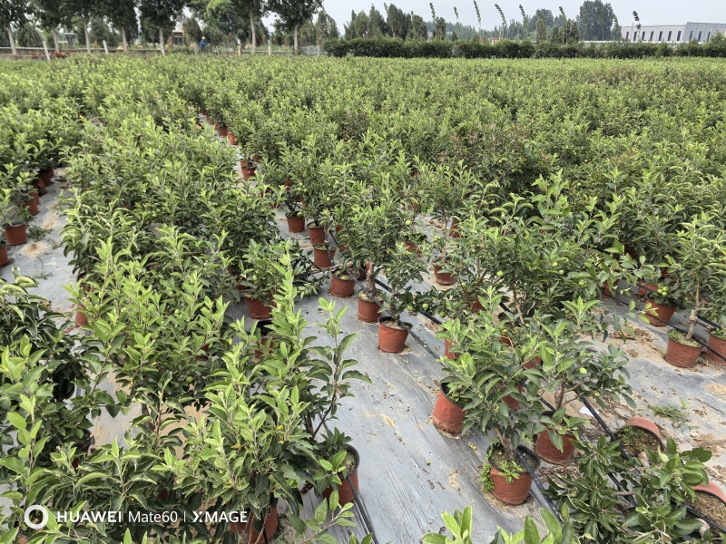 苹果树苗蛇果树苗两刀嫁接矮化花牛苹果树苗