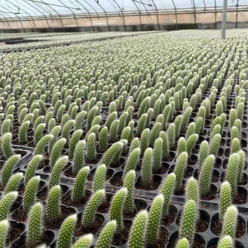 九尾狐多肉植物软毛盆栽耐寒耐热开花仙人掌狐狸尾巴阳台吊蓝垂吊