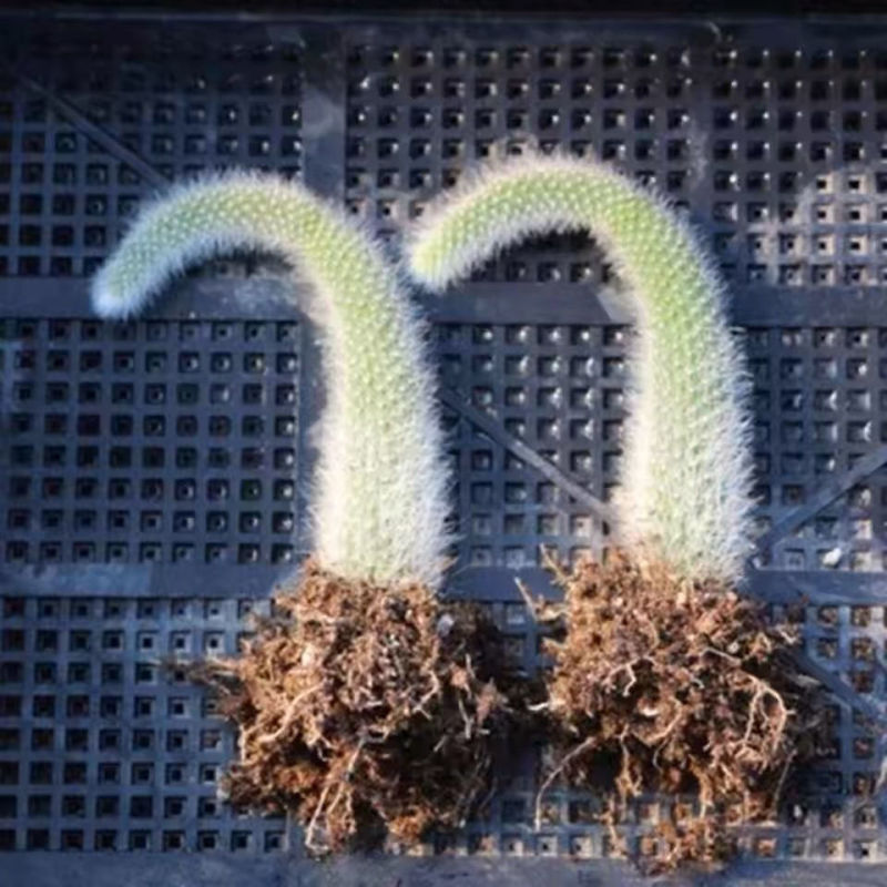 九尾狐多肉植物软毛盆栽耐寒耐热开花仙人掌狐狸尾巴阳台吊蓝垂吊