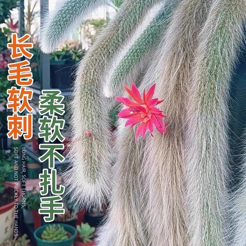 九尾狐多肉植物软毛盆栽耐寒耐热开花仙人掌狐狸尾巴阳台吊蓝垂吊