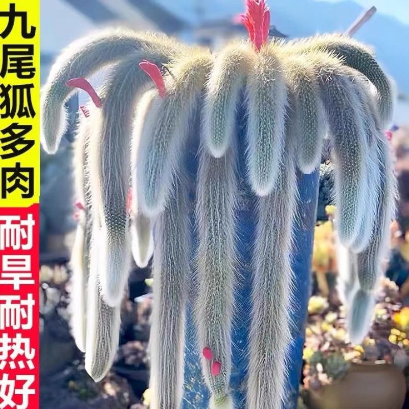 九尾狐多肉植物软毛盆栽耐寒耐热开花仙人掌狐狸尾巴阳台吊蓝垂吊
