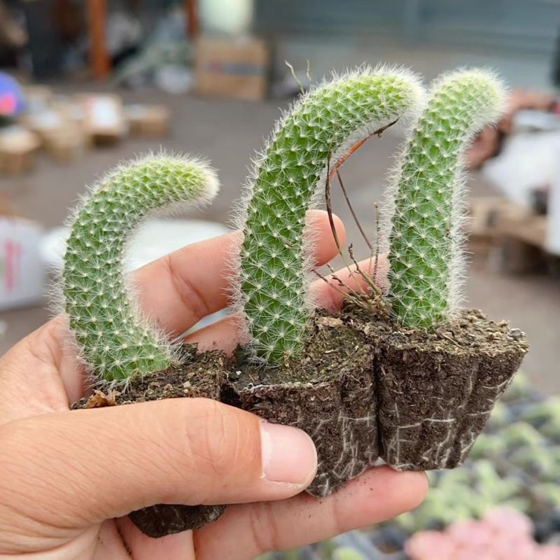九尾狐多肉植物软毛盆栽耐寒耐热开花仙人掌狐狸尾巴阳台吊蓝垂吊