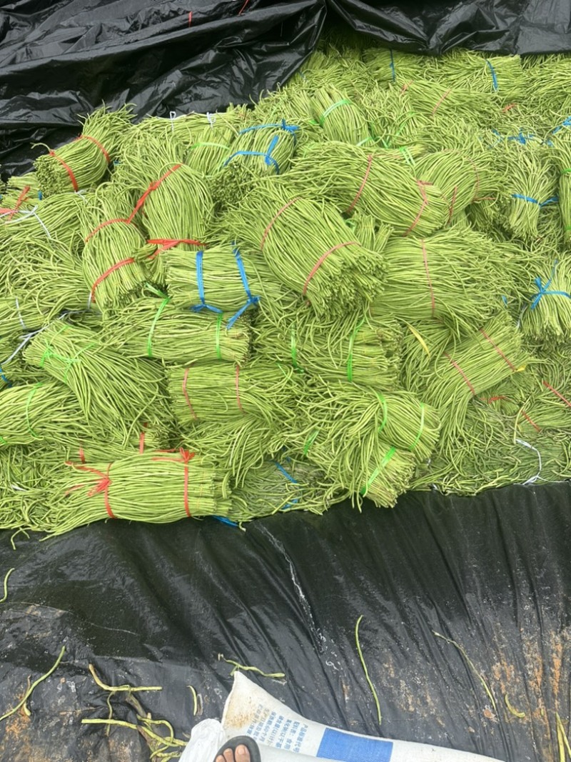 酸豆角/泡角/腌豇豆/全国供货/产地直供/一手货源